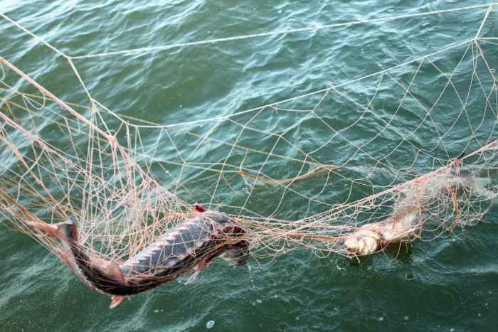 В Украине собираются повысить штрафы за рыбное браконьерство